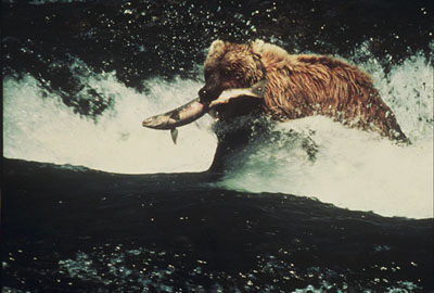 Grizzly Bear D.Ohn photo