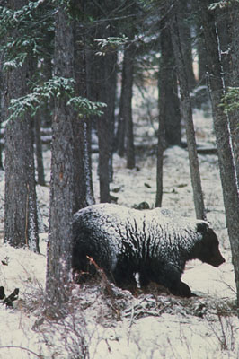 Grizzly Bear L.Halverson photo
