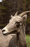 ewe