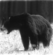 Bear Safety