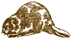 Beaver
