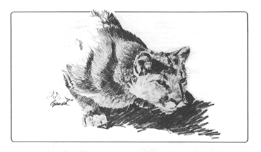 Bc Cougar