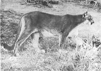 Cougar