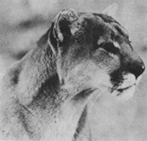 Cougar