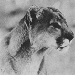Mammals in British Columbia
