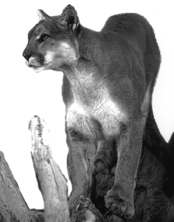 Cougar
