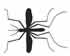 Mosquito