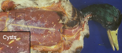 Dead Duck with Sarcocystis