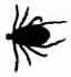 Tick