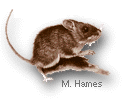 mouse