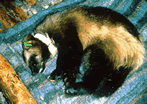 wolverine sedated for radio-collaring