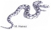 snake