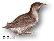 marble murrelet