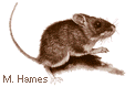 mouse