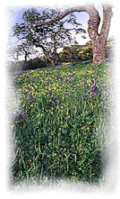 oak