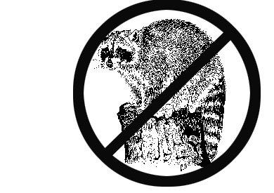 Racoon