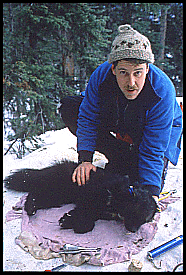 biologist examining a sedated wolverine