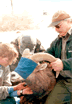 examining bighorn sheep