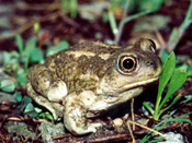 Great Basin Spadefoot