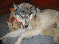 Wolf recovering from anesthetic