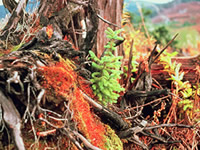 Wildlife Trees and Coarse Woody Debris