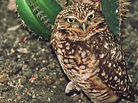 Ground-nesting Owls
