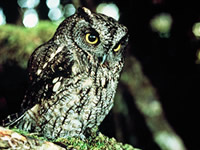 Tree-nesting Owls
