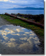 Reflection - B. Anderson