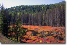 Yahk Wetland, September 2004 - J. Beatty