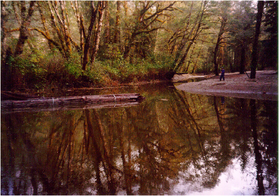 Off channel rearing pond excavated along Kwatna River mainstem prior to LWD complexing and planting of broadcast overburden materials.