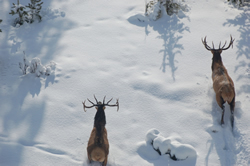 Bull Elk