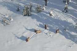 Bull Elk