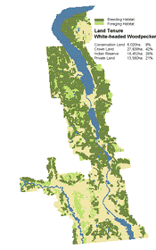 Land Tenure - White-headed Woodpecker