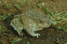 Great Basin Spadefoot Toad