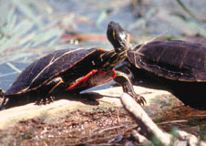 Painted Turtle