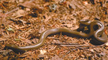 Rubber Boa