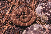 Western Rattlesnake