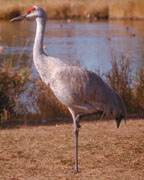 Sandhill Crane