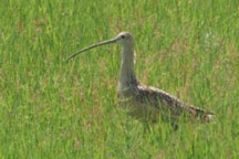 Long-billed Curlew