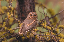 Flammulated Owl