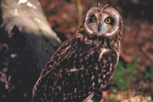 Short-eared Owl