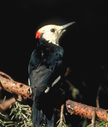 White-headed Woodpecker