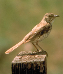 Sage Thrasher