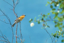 Yellow-breasted Chat