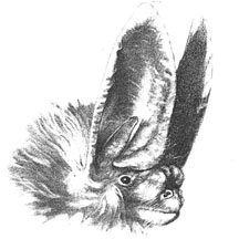 Townsend's Big-eared Bat