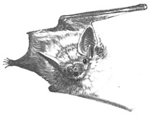 Pallid Bat