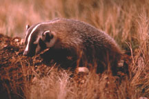 Badger