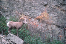 California Bighorn Sheep