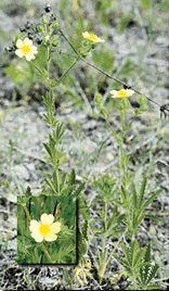 Photo by MAFF: Sulphur Cinquefoil (Potentilla recta)