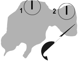 FIGURE 1. Location of Amanita Lake gill net sets, August 4, 1999.